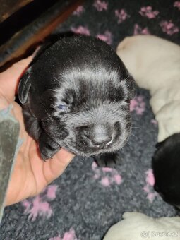 Labrador retriever - 4