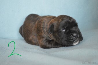 Německý boxer - 4