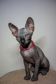 Kanadský Sphynx - 4