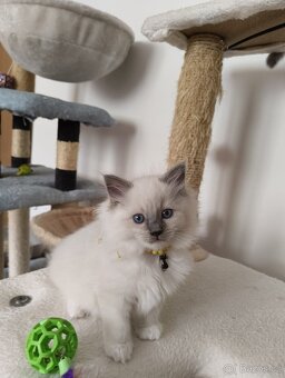 Ragdoll bez PP - 4