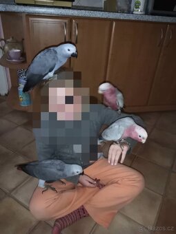Ochočený papoušek žako - 4