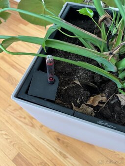 Samozavlažovací květináč Lechuza s velkou Monstera deliciosa - 4