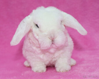 Zakrslý modrooký rex beránek sameček - 4