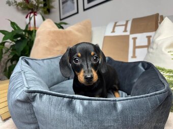 Jezevčík hladkosrstý trpasličí bez PP - 4