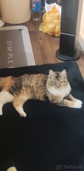 Kočka na krytí - 4