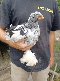 Brahmanka velká - 4