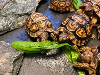 Mláďata: želva pardálí babcocki) – vlastní odchov - 4