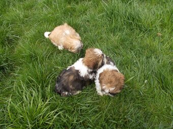 Shih-Tzu - 4