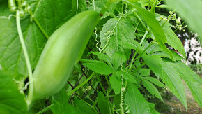 Ačokča(ind.okurka) papriko- okurka ,semínka - 4