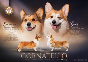 Welsh corgi pembroke. - 4
