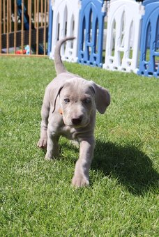 Výmarský ohař, fenka s PP, CHS Silver Max Weim - 4