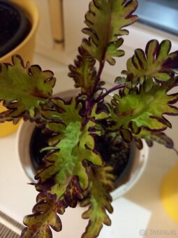 Okrasné kopřivy, coleusy - 4
