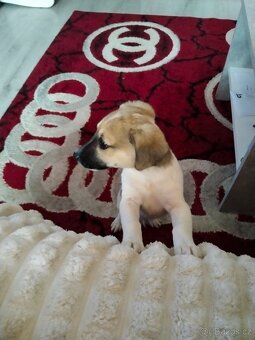Jack Russell teriér - 4