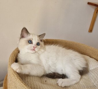 Ragdoll s PP - 4
