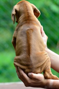 Štěňátko rhodéského ridgebacka - nestandardní chlapec s PP - 4