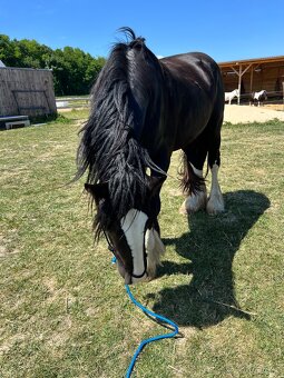 MLADÝ SHIRE HORSE - 4