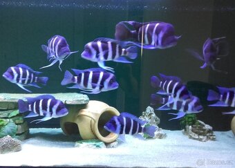 Tanganyika - 4