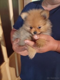 Pomeranian mini - 4