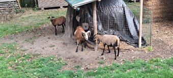 Ovce kamerunská, beránek kamerunský - 4