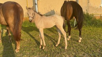 A1/1 x AQH klisna - 4