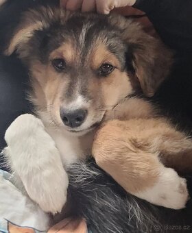 Přenecháme štěňata kříženců border kolie - 4