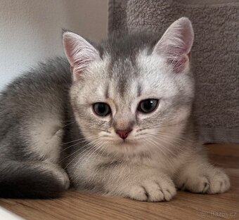 Skotská koťata - 4