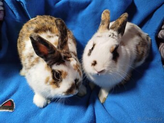 Nabízím zakrslé králíčky- hladké stáří 7 měsíců - 4