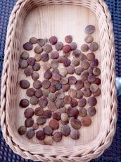 vistárie čínská semena - 4