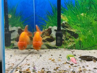 RANCHU AA XXL - závojnatka - 4