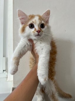 Ragdoll x Mainská - 4