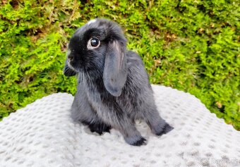 Zakrslý beránek, králíček, králík - ELLA - 4