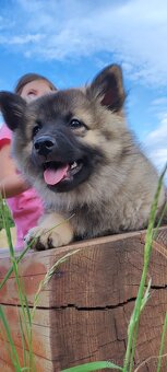 Vlčí špic / keeehond s PP - FENKA - 4