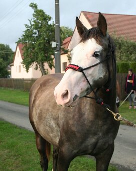 Kobyla Paint horse - 4