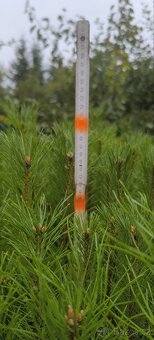 Sazenice lesních dřevin - 4