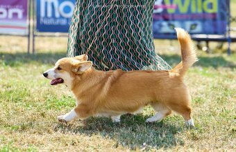 Welsh Corgi Pembroke - 4