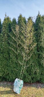 Bambus mrazuvzdorný - 4