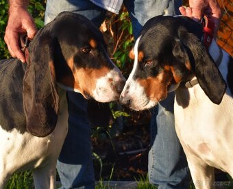 Prodáme malé psíky bernského honice - 4