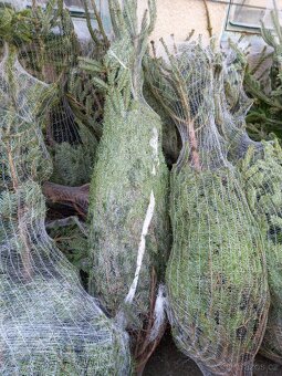 Vánoční stromky - 4