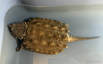 Prodám kajmanky supí - 4