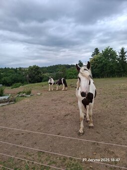 TOP k dětem - Irský cob - poloviční - 4