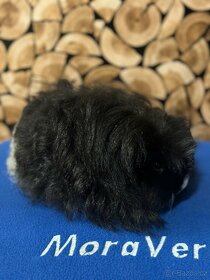 Nabídka morčátek z Kennel MoraVero Cavia - 4