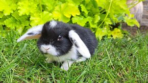 Zakrslý králík, zakrslý králíček beránek - 4