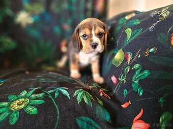 BEAGLE - bigl, beautiful puppies ZKwP/ FCI - 4