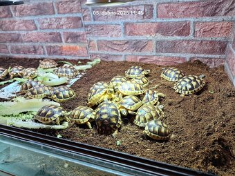 Suchozemská želva VROUBENÁ - Testudo Marginata - 4
