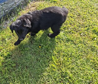 Prodám štěně, kříženec labradora a border kolie - 4