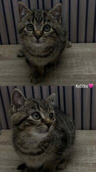 DAruji kotata - 4