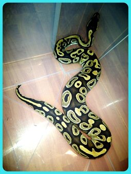 Krajta královská - 4