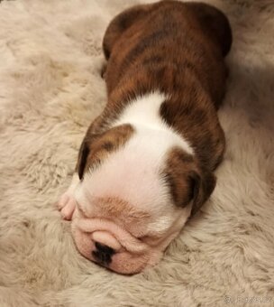 Anglický buldok s PP, štěňátka k rezervaci - 4