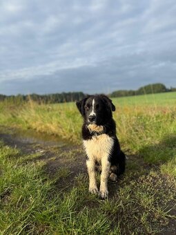 Australský ovčák s PP - 4