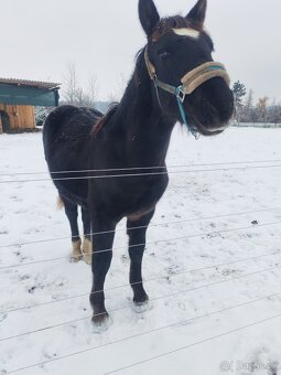 Shanim někoho ke koním - 4